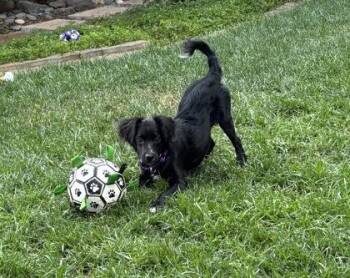 Mixed Breed Dogs Available for Adoption - Ipad Kid | PetCurious