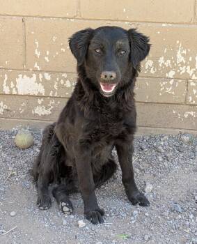 Labrador Retriever Dogs Available for Adoption in Bisbee, Arizona - Hope | PetCurious
