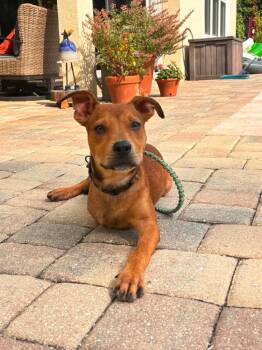 Kymber -  Mixed Breed Dog for Adoption in Orlando, Florida - Kymber | PetCurious