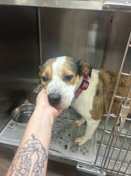 Daisy -  Boxer and Mixed Breed Dog for Adoption in Hot Springs, Arkansas - Daisy | PetCurious