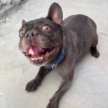 Momo -  Mixed Breed Dog for Adoption in Medford, Oregon - Momo | PetCurious