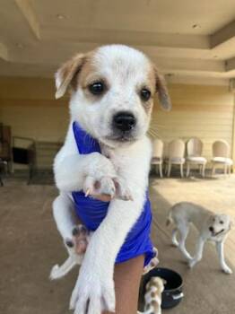 LUAN LOUD -  Mixed Breed Dog for Adoption in Dallas, Texas - LUAN LOUD | PetCurious
