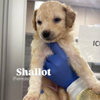 Poodle and Labrador Retriever Dogs Available for Adoption in Hillside, Illinois - Shallot CA | PetCurious