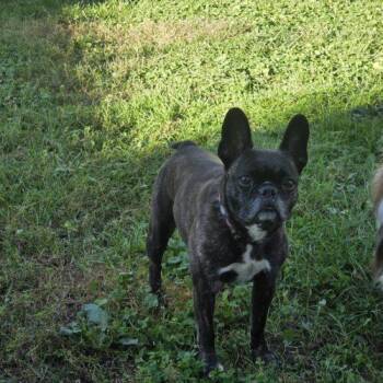 Bella -  French Bulldog and Mixed Breed Dog for Adoption in Kirksville, Missouri - Bella | PetCurious