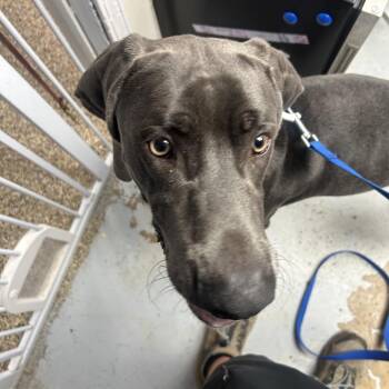 Buddy -  Weimaraner Dog for Adoption in Uniontown, Pennsylvania - Buddy | PetCurious