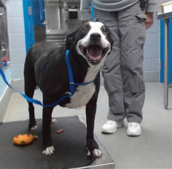 Pit Bull Terrier and Mixed Breed Dogs Available for Adoption in Albuquerque, New Mexico - STAR | PetCurious