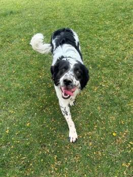 Border Collie and Mixed Breed Dogs Available for Adoption in Blythe, California - WRANGLER | PetCurious