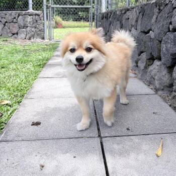 Tuffy -  Pomeranian Dog Available for Adoption in Keaau, Hawaii - Tuffy | PetCurious