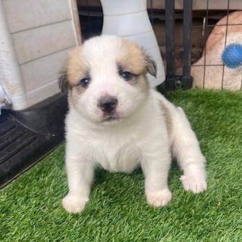 Bo Duke -  Mixed Breed Dog for Adoption in Moab, Utah - Bo Duke | PetCurious