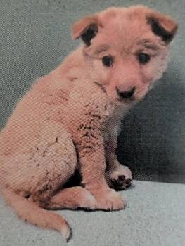 Cattle Dog Dogs Available for Adoption - Kiss | PetCurious