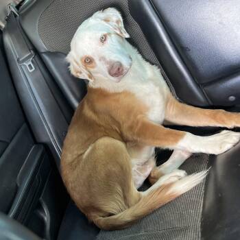 Rescue Australian Shepherd Dogs for Adoption in Harlingen, Texas - Jarvis | PetCurious