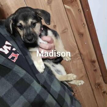 Rescue Mixed Breed Dogs for Adoption in Tomah, Wisconsin - Madison | PetCurious