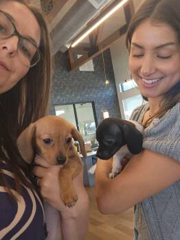 Dachshund Dogs Available for Adoption - Fall In Love With Heidi And Hilda, The Dachshund  Puppies | PetCurious