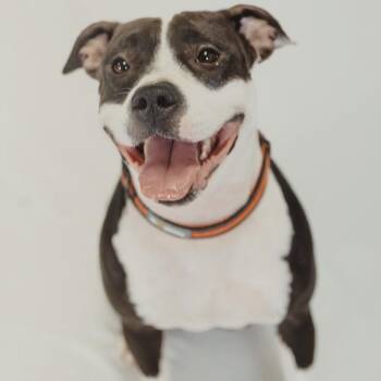 American Staffordshire Terrier Dogs Available for Adoption - Athena | PetCurious