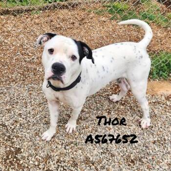THOR -  Pit Bull Terrier and Mixed Breed Dog Available for Adoption - THOR | PetCurious