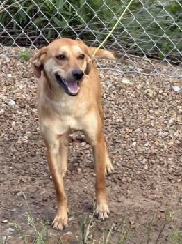 Rescue Mountain Cur Dogs for Adoption in Crossville, Tennessee - STUBBY | PetCurious