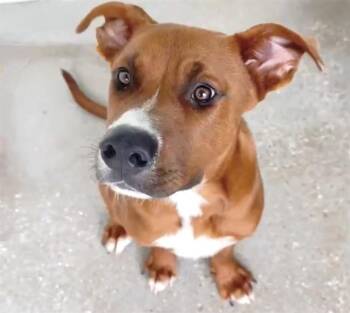GOOSE -  Rhodesian Ridgeback Dog for Adoption in Houston, Texas - GOOSE | PetCurious