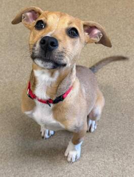 Sox -  Mixed Breed Dog for Adoption - Sox | PetCurious
