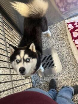 Husky Dogs Available for Adoption - Kaylo | PetCurious