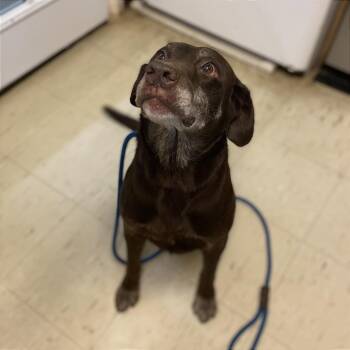 Hershey -  Chocolate Labrador Retriever Dog for Adoption in Denison, Texas - Hershey | PetCurious