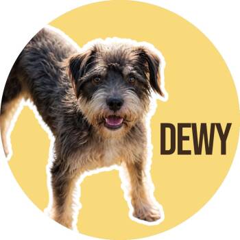 Dewy -  Cairn Terrier Dog for Adoption in Fort Worth, Texas - Dewy | PetCurious