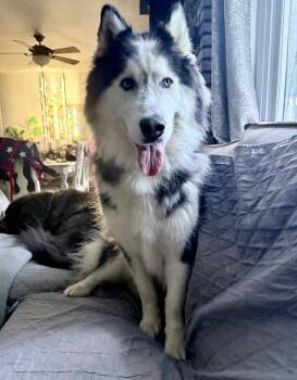 Morrison -  Husky Dog for Adoption in Greenlawn, New York - Morrison | PetCurious