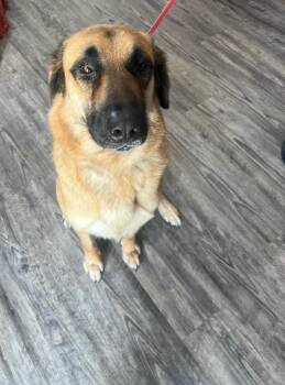 Australian Shepherd and Bearded Collie Dogs Available for Adoption in Labelle, Florida - Sera | PetCurious