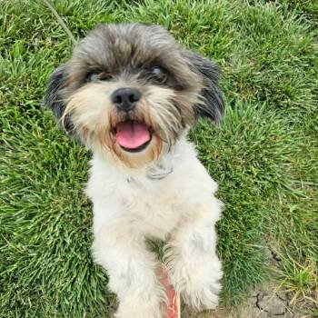 Casey -  Shih Tzu Dog for Adoption in Plainfield, Illinois - Casey | PetCurious
