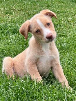 Australian Shepherd and Mixed Breed Dogs Available for Adoption in Clinton, Wisconsin - Duke | PetCurious