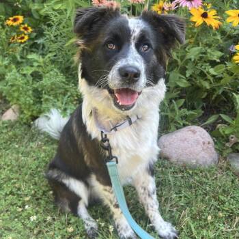 Hayden -  Mixed Breed Dog for Adoption in Buffalo, Minnesota - Hayden | PetCurious