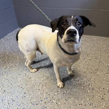 TUSC-Stray-84614 -  Labrador Retriever and Collie Dog Available for Adoption in Tuscaloosa, Alabama - TUSC-Stray-84614 | PetCurious