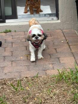 Mocha -  Shih Tzu Dog for Adoption in Briny Breezes, Florida - Mocha | PetCurious