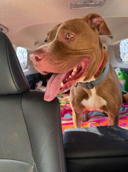 Brownie -  Mixed Breed Dog for Adoption in Pleasant Ridge, Michigan - Brownie | PetCurious