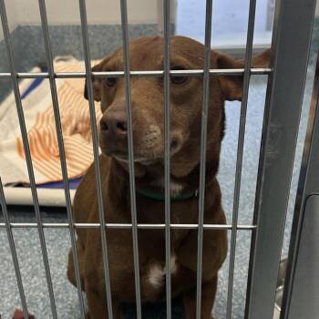 Husky and Labrador Retriever Dogs Available for Adoption in Greensboro, North Carolina - Sara | PetCurious