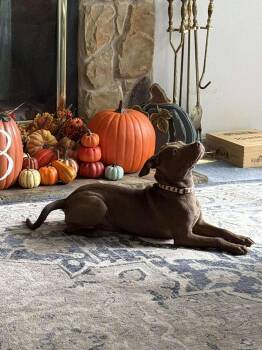 Rescue Terrier Dogs for Adoption in Milton, Florida - Rose | PetCurious