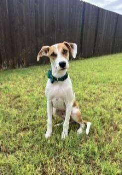 Dexter -  American Foxhound Dog for Adoption in Mcallen, Texas - Dexter | PetCurious