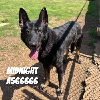 MIDNIGHT -  German Shepherd Dog Dog for Adoption - MIDNIGHT | PetCurious