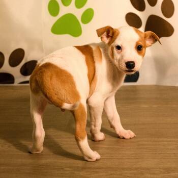 Declan -  Australian Cattle Dog Blue Heeler Dog for Adoption in Brooklyn Center, Minnesota - Declan | PetCurious