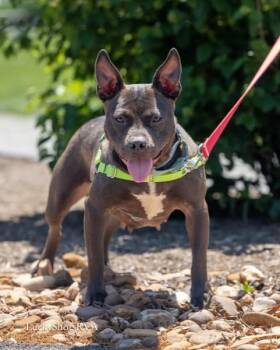 American Staffordshire Terrier Dogs Available for Adoption in Powhatan, Virginia - Nova  | PetCurious