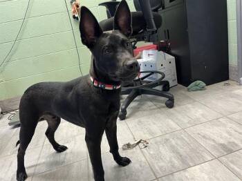 MESSI -  American Staffordshire Terrier and Mixed Breed Dog for Adoption in Grand Prairie, Texas - MESSI | PetCurious