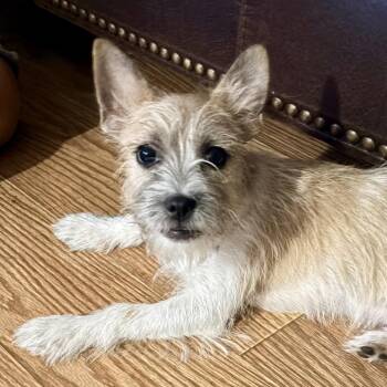 Nugget -  Parson Russell Terrier Dog for Adoption in Redwood Valley, California - Nugget | PetCurious