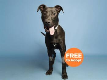 Labrador Retriever and Mixed Breed Dogs Available for Adoption in Phoenix, Arizona - EDDY | PetCurious