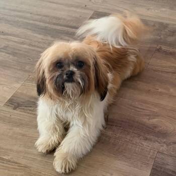 Barrett -  Shih Tzu and Mixed Breed Dog for Adoption in Las Vegas, Nevada - Barrett | PetCurious