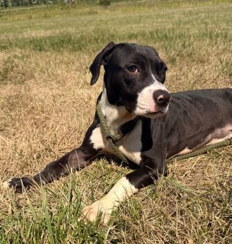 Widget -  Terrier Dog for Adoption in Defiance, Ohio - Widget | PetCurious