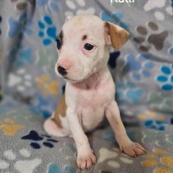 Kalli -  Terrier and Mixed Breed Dog for Adoption in Buffalo, Minnesota - Kalli | PetCurious