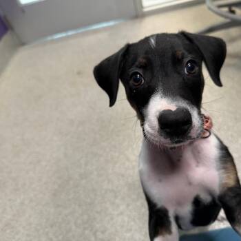 Maui -  Mixed Breed and Beagle Dog Available for Adoption in Englewood, Florida - Maui | PetCurious