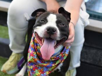 Hunter -  Mixed Breed Dog for Adoption - Hunter | PetCurious