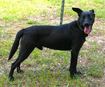 Australian Kelpie and Labrador Retriever Dogs Available for Adoption in Attalla, Alabama - Onyx | PetCurious