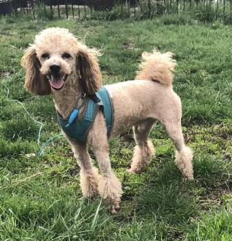 Poodle Dogs Available for Adoption in Port Barrington, Illinois - Cyril  | PetCurious