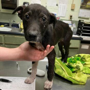 Black Labrador Retriever Dogs Available for Adoption in Valdosta, Georgia - Trigg | PetCurious